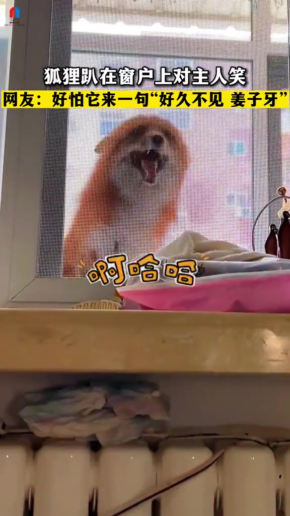 狐狸趴在窗户上对主人笑