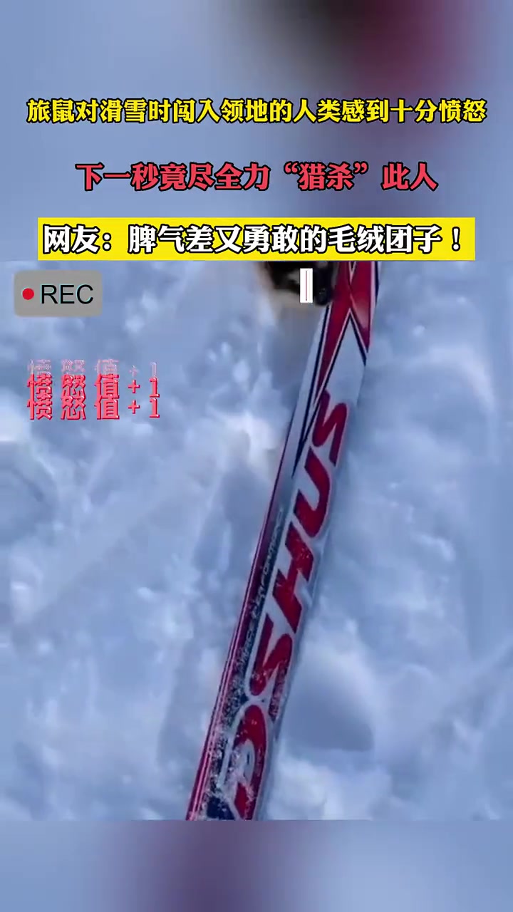 当实力不够时，就连愤怒都让人感到可爱