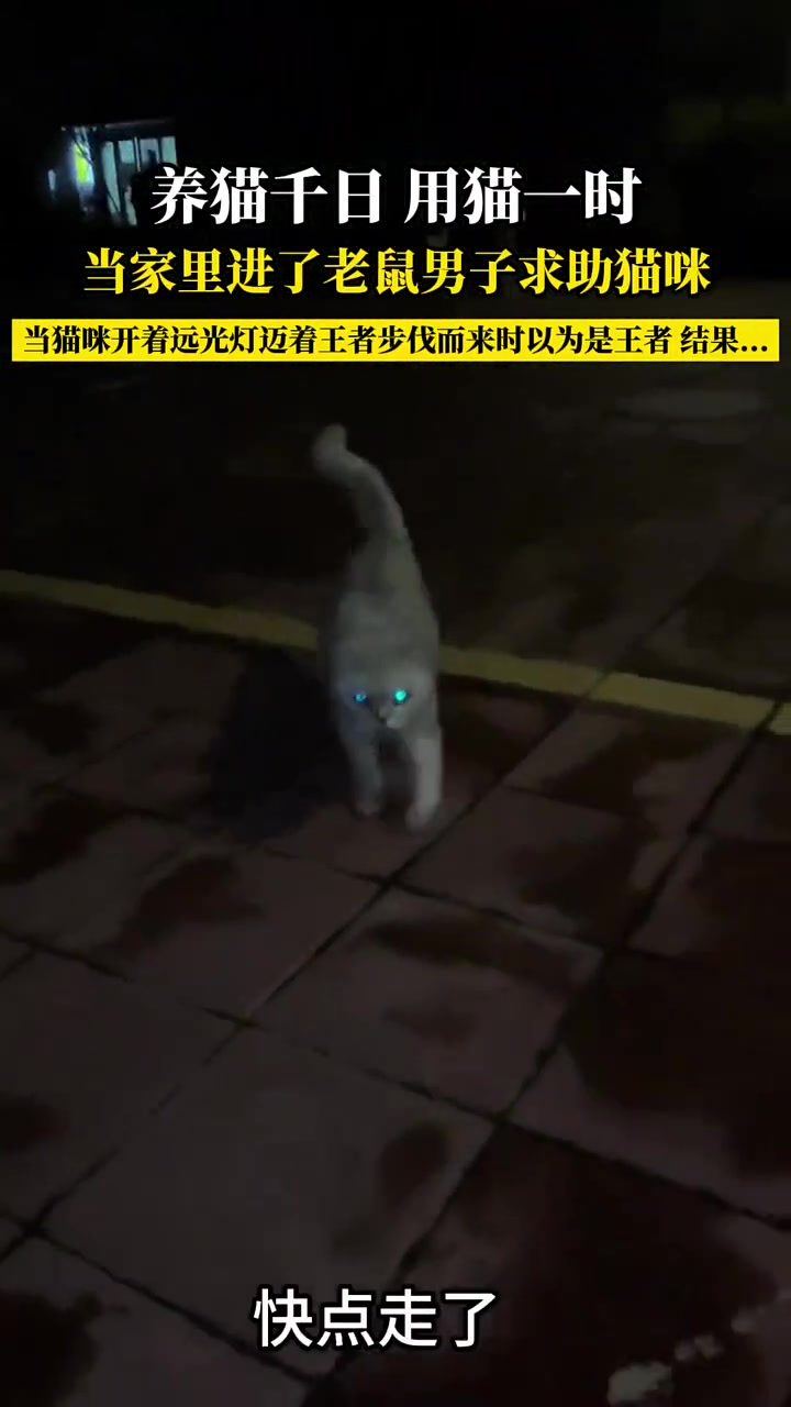 当家里进了老鼠男子求助猫咪，结果猫咪不为所动