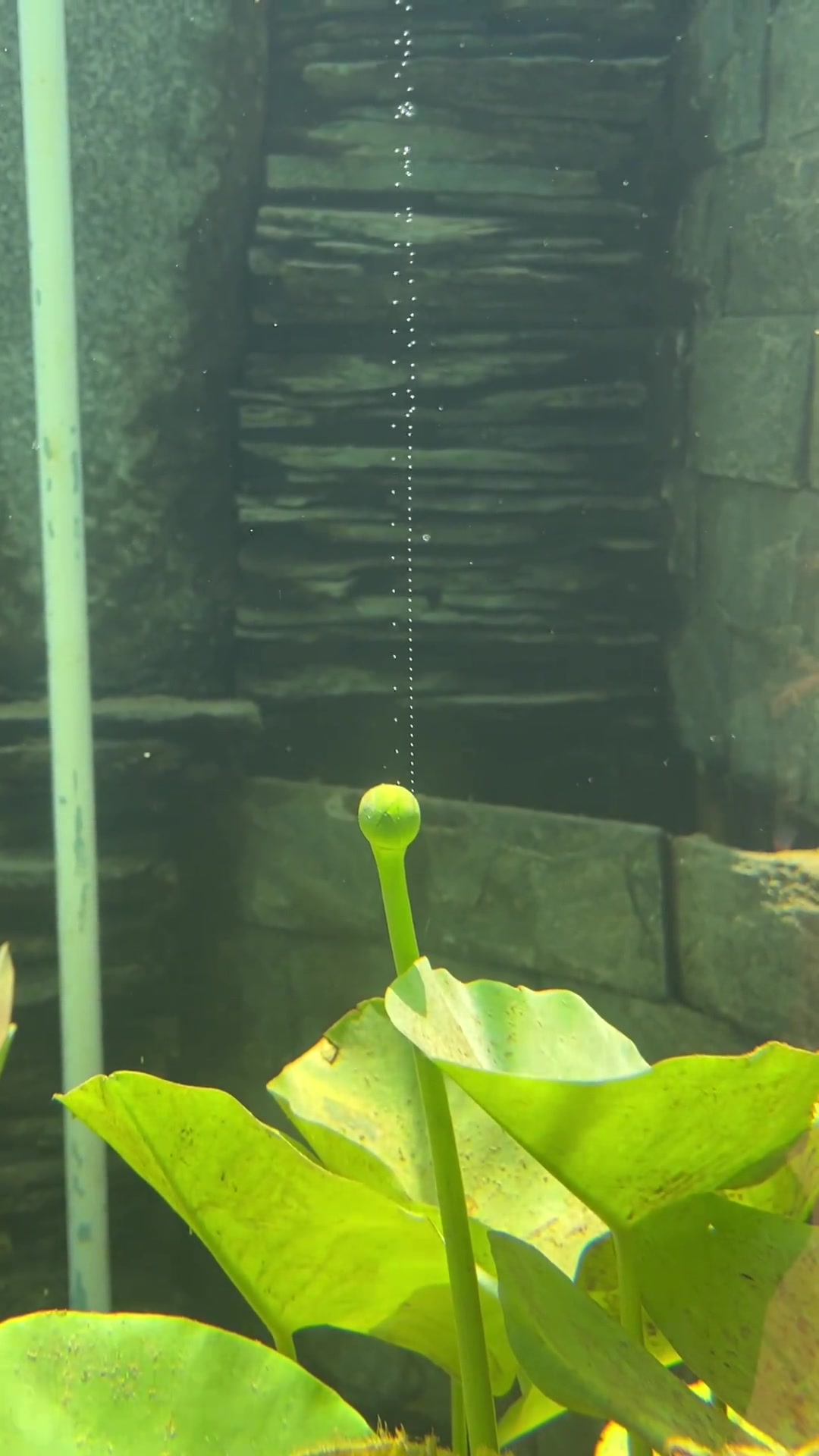 光合作用的天花板？原来龙宫里的泡泡是真的