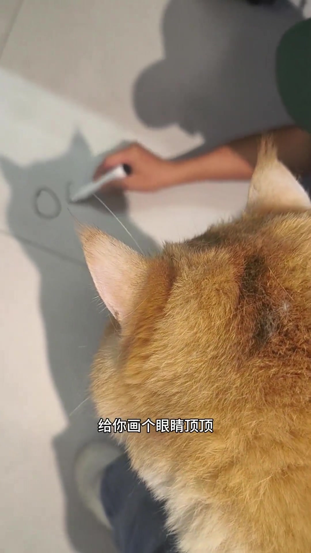 这个好玩，找到了猫的新玩法