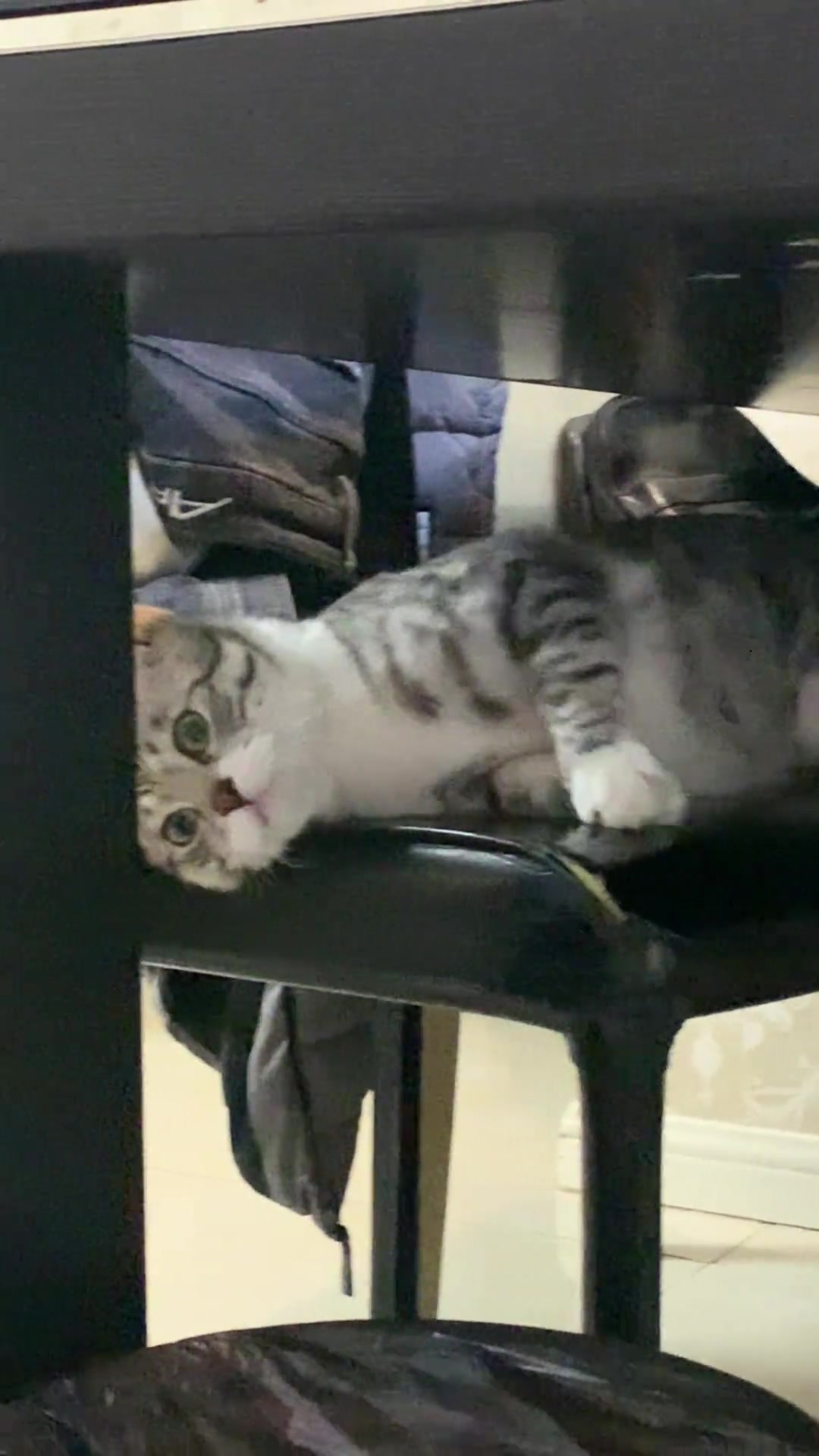 这是它俩日常玩法吧，看猫猫的反应都麻木了