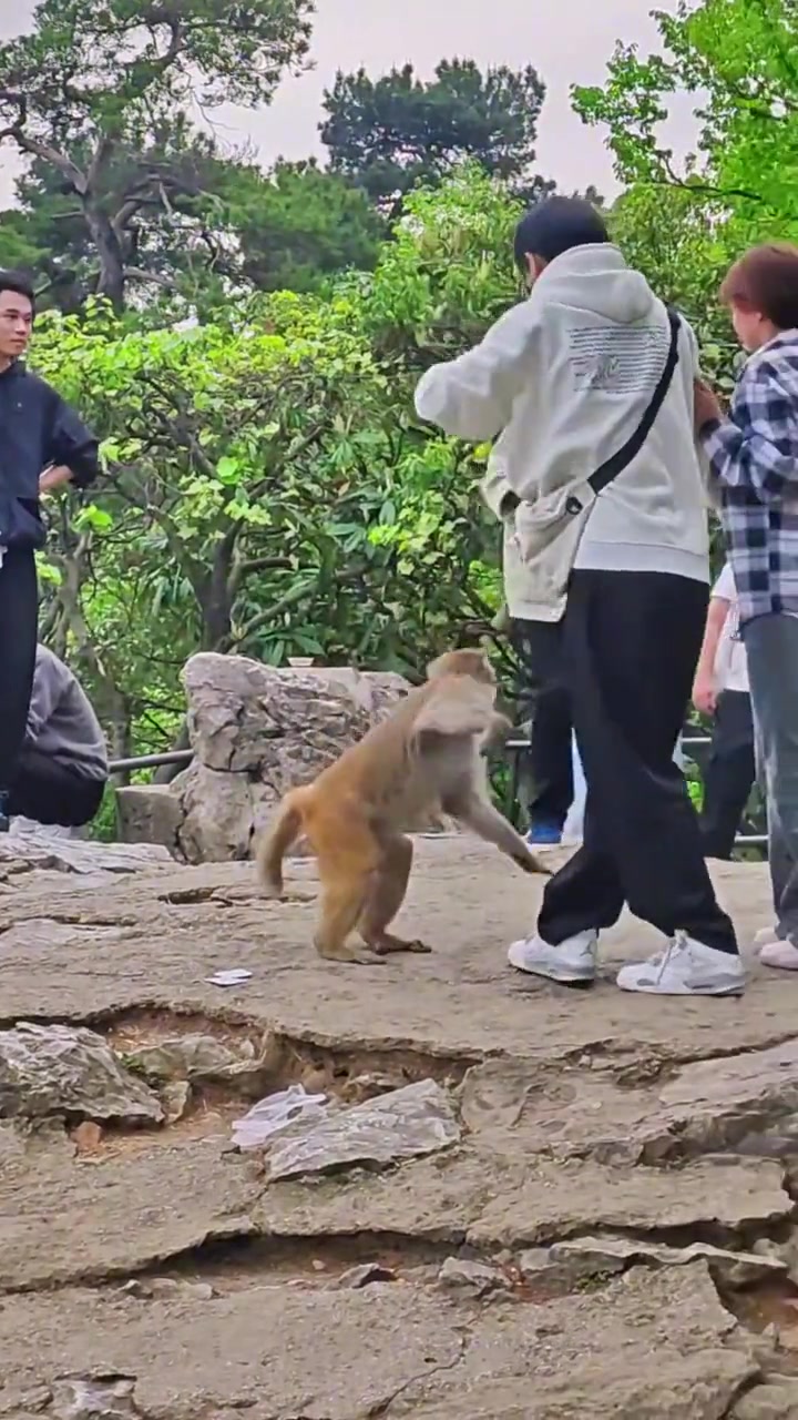 猴子：把我当猴耍呢？