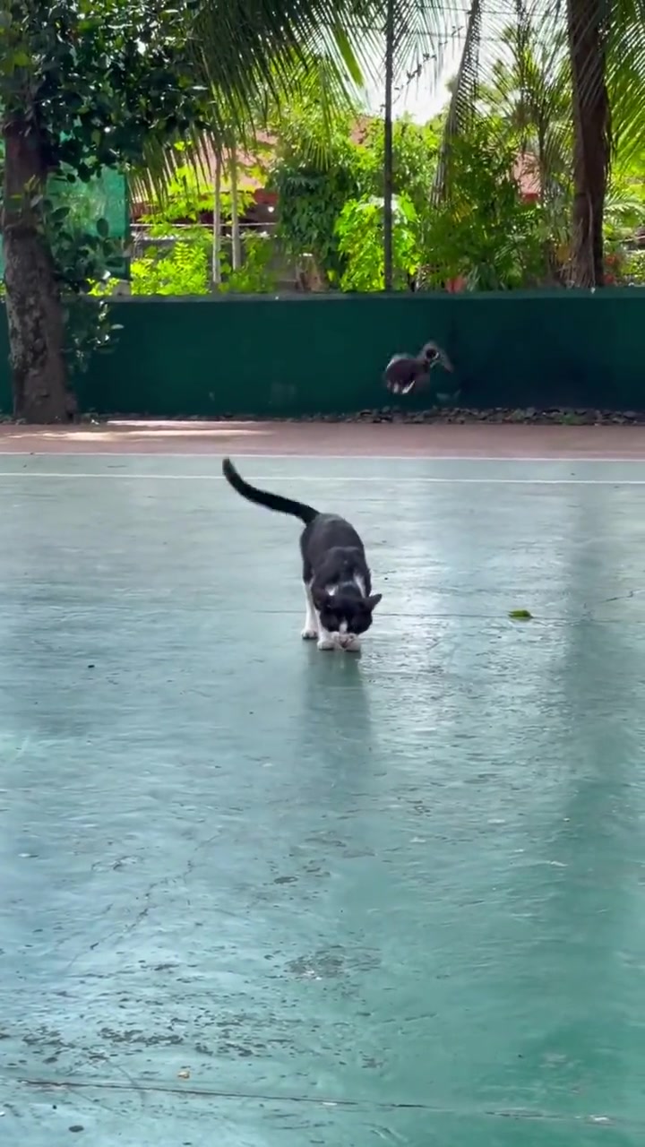 猫：愤怒的小鸟惹不起啊