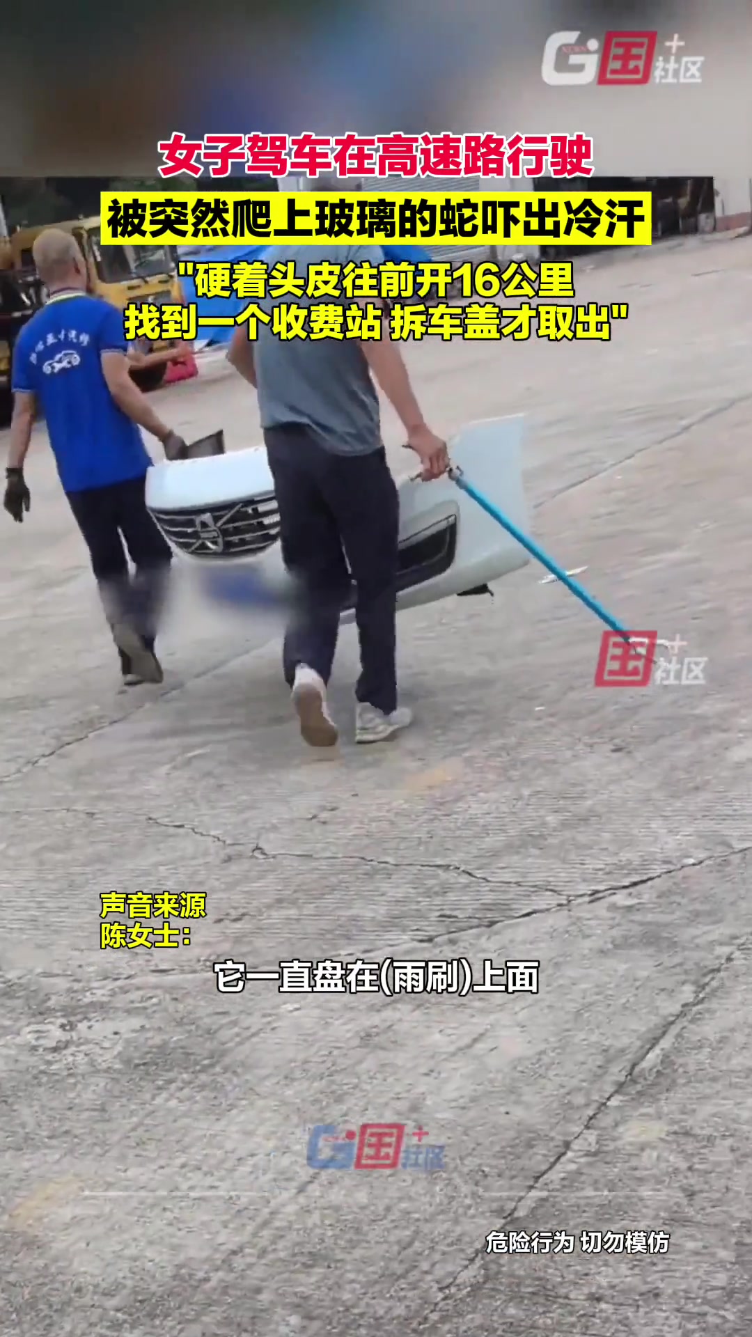 女子驾车在高速路行驶，被突然爬上玻璃的蛇吓出冷汗