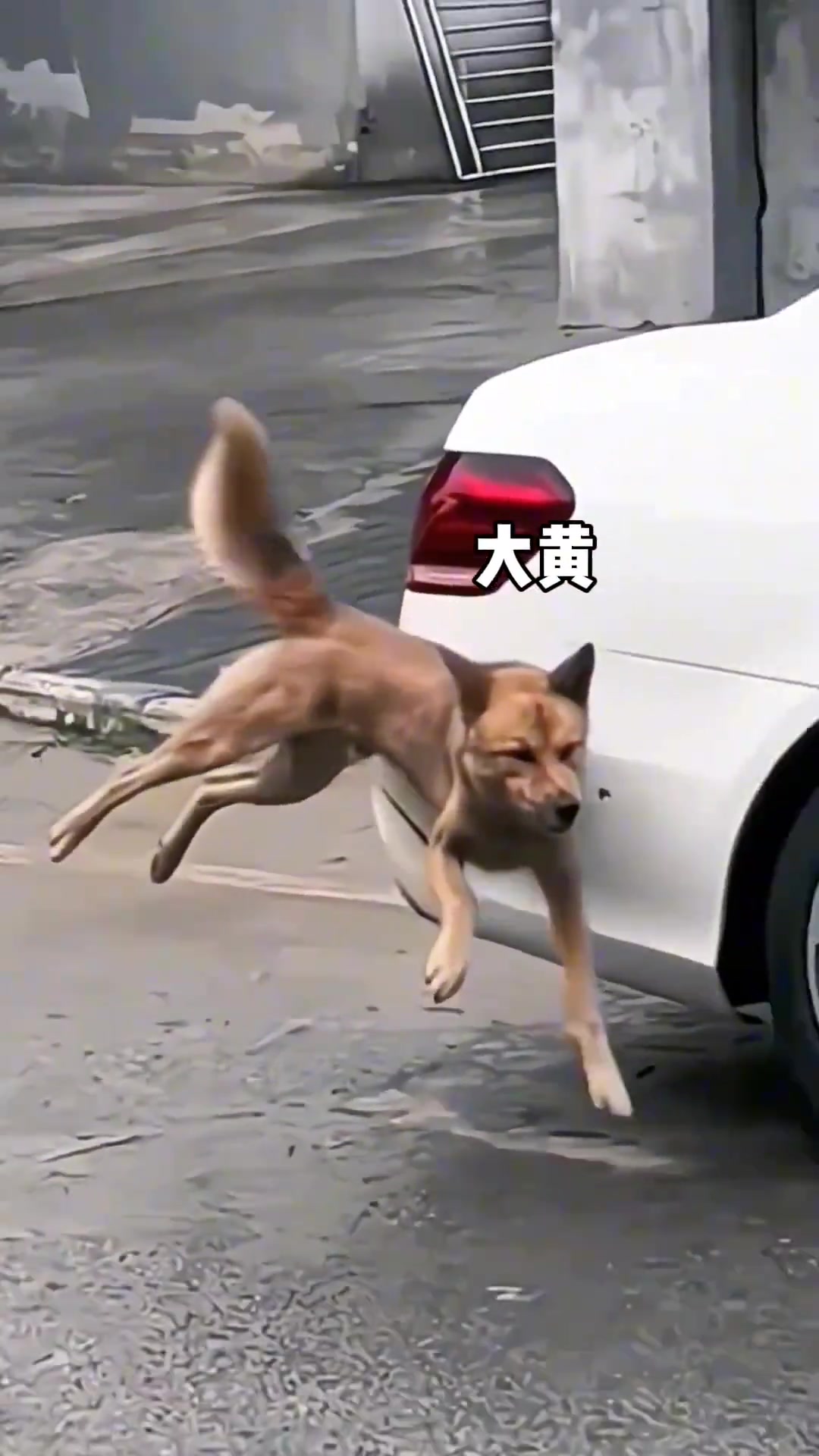 狗子躲避路边车动作优美，刹车、避让、转弯，一气呵成