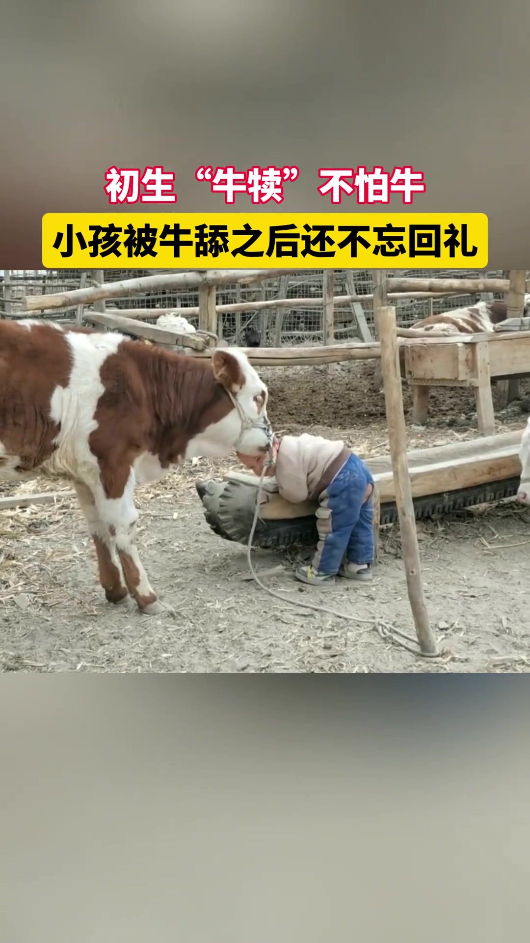 初生“牛犊”不怕牛，小孩被牛舔之后还不忘回礼