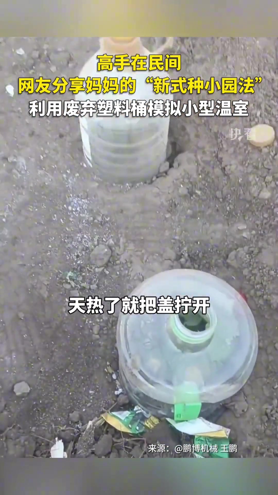 高手在民间，利用废弃塑料桶模拟小型温室栽培农作物