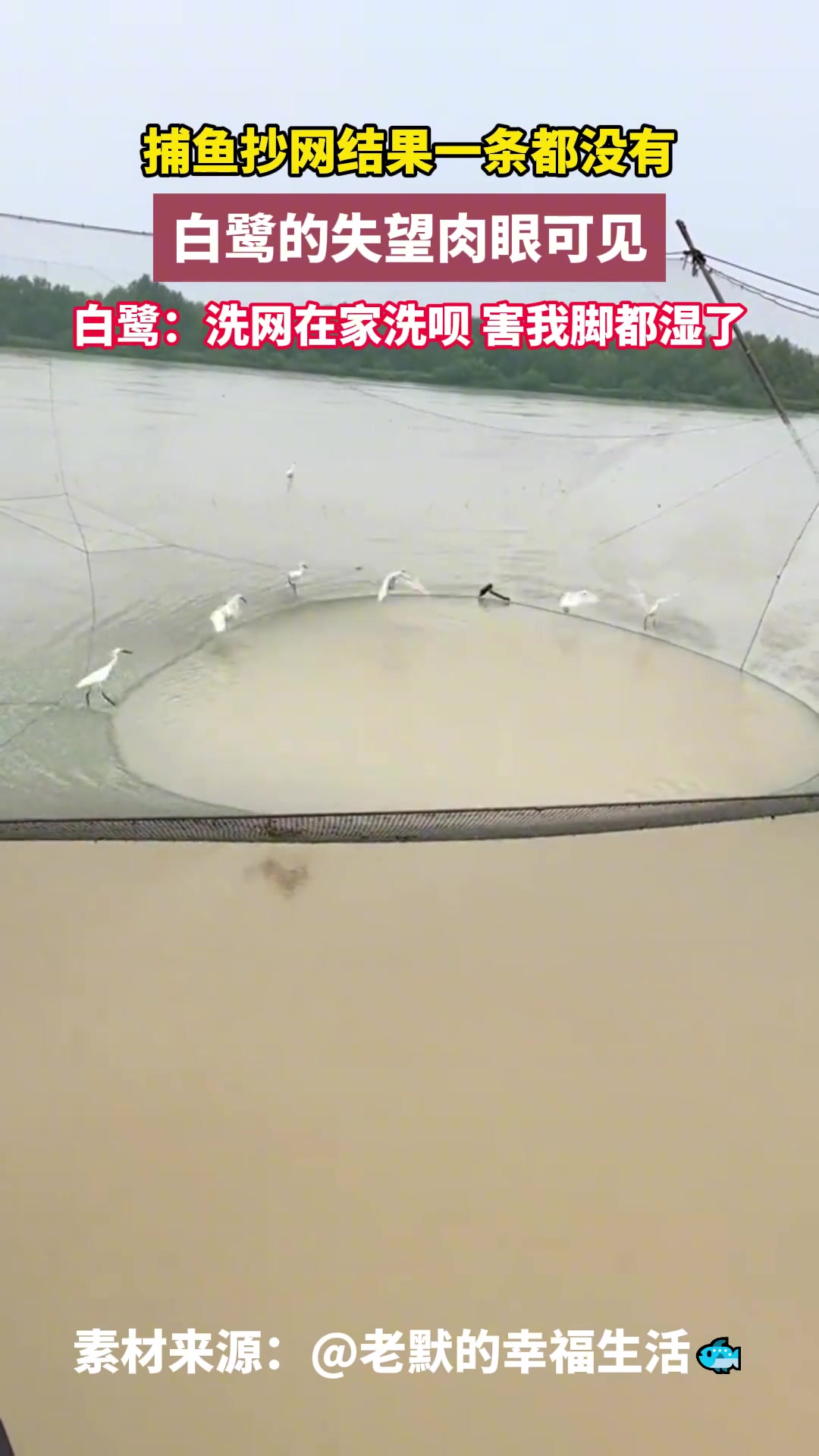 捕鱼抄网结果一条都没有，白鹭的失望肉眼可见