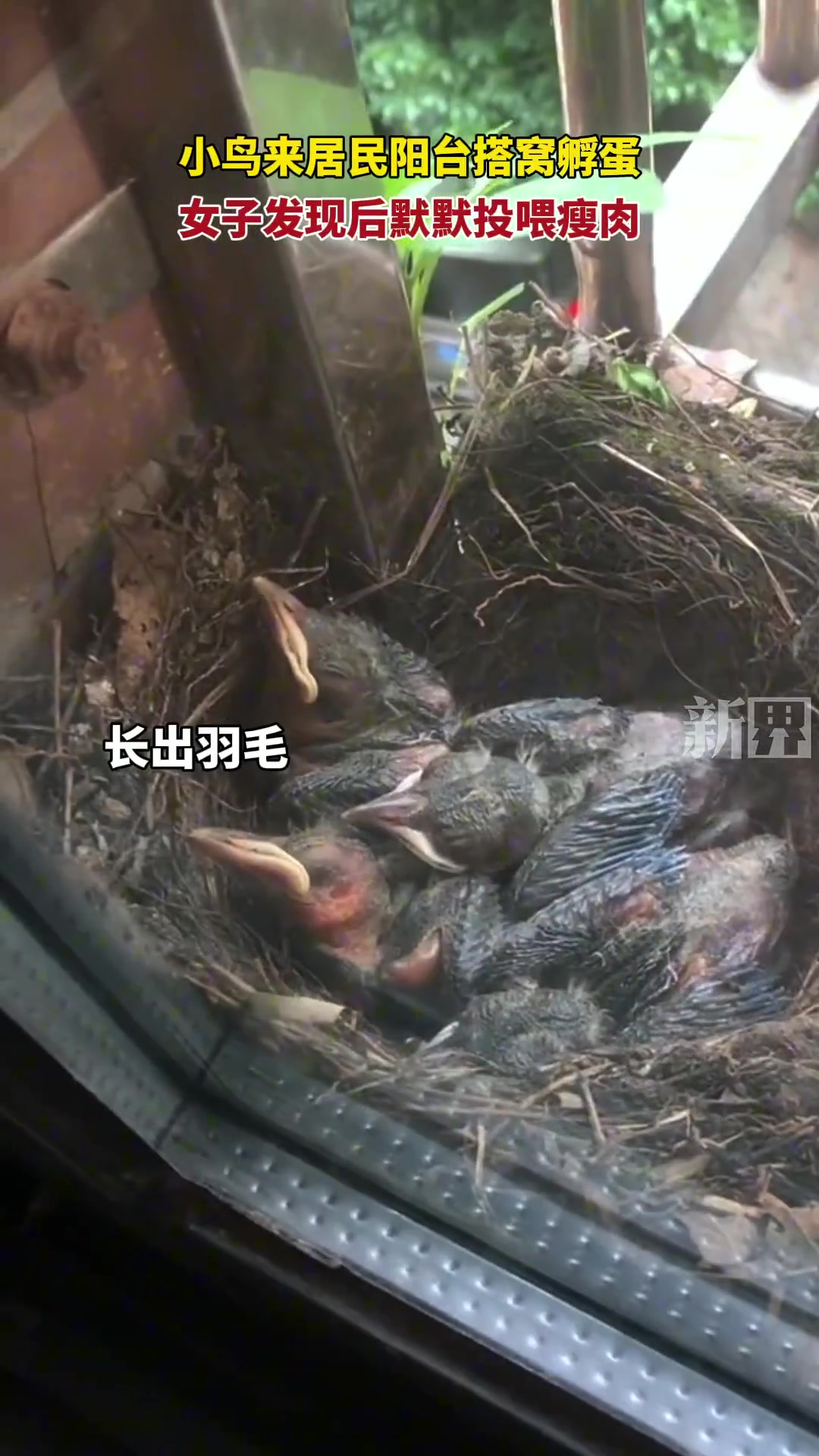 小鸟来居民阳台搭窝孵蛋，女子发现后默默投喂瘦肉。