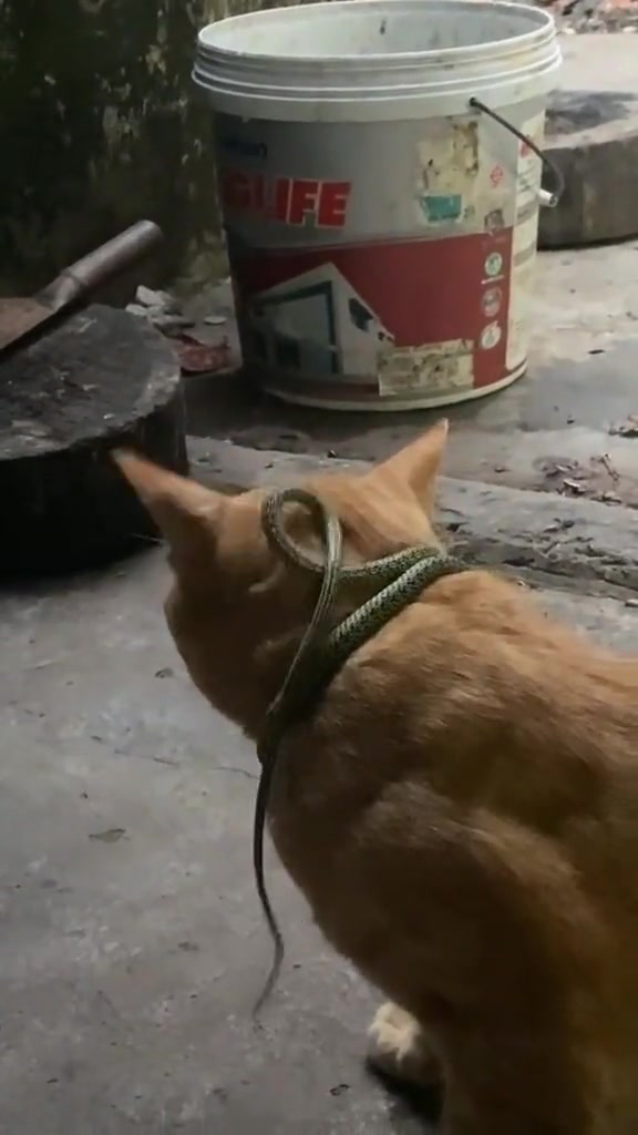 这围脖挺特别啊，还会动！