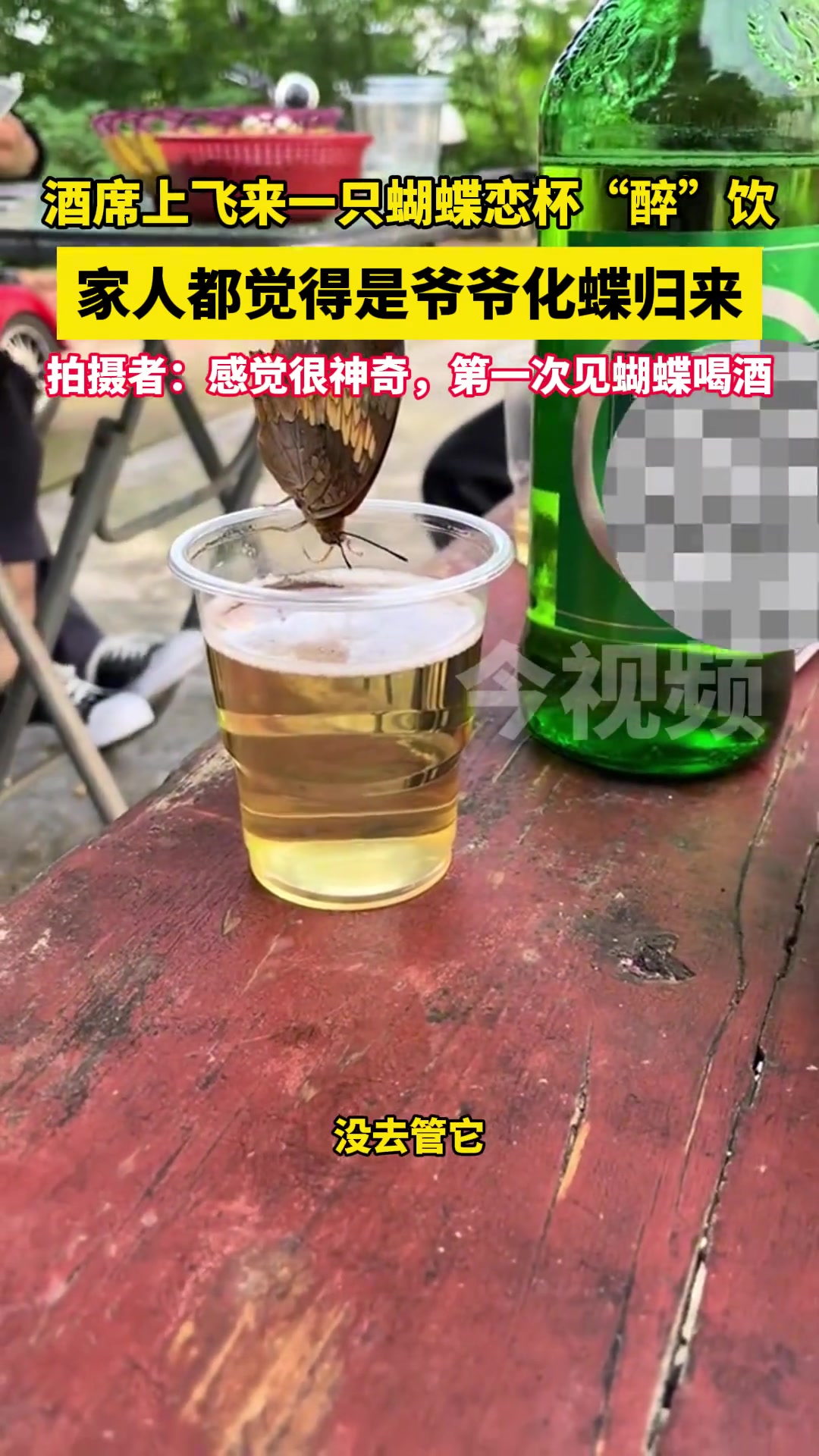 酒席上一只蝴蝶恋杯醉饮 家人都觉得是爷爷化蝶归来