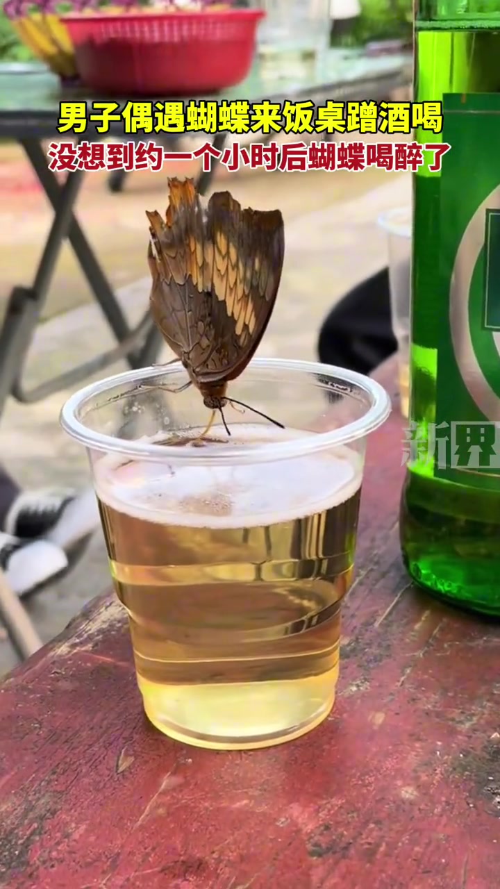 男子偶遇蝴蝶来饭桌蹭酒喝，没想到约一个小时后喝醉了
