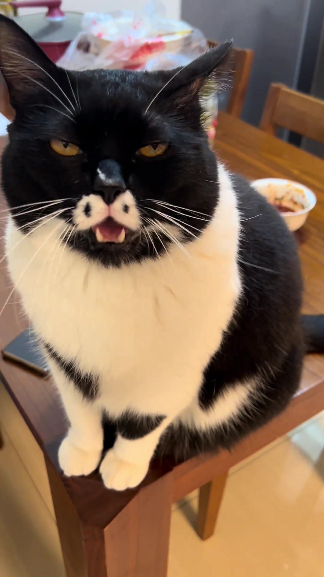 小猫的叫声真特别呀