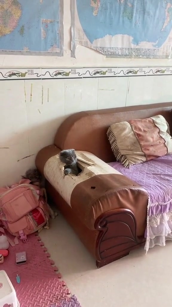 猫：我的工程快完工了