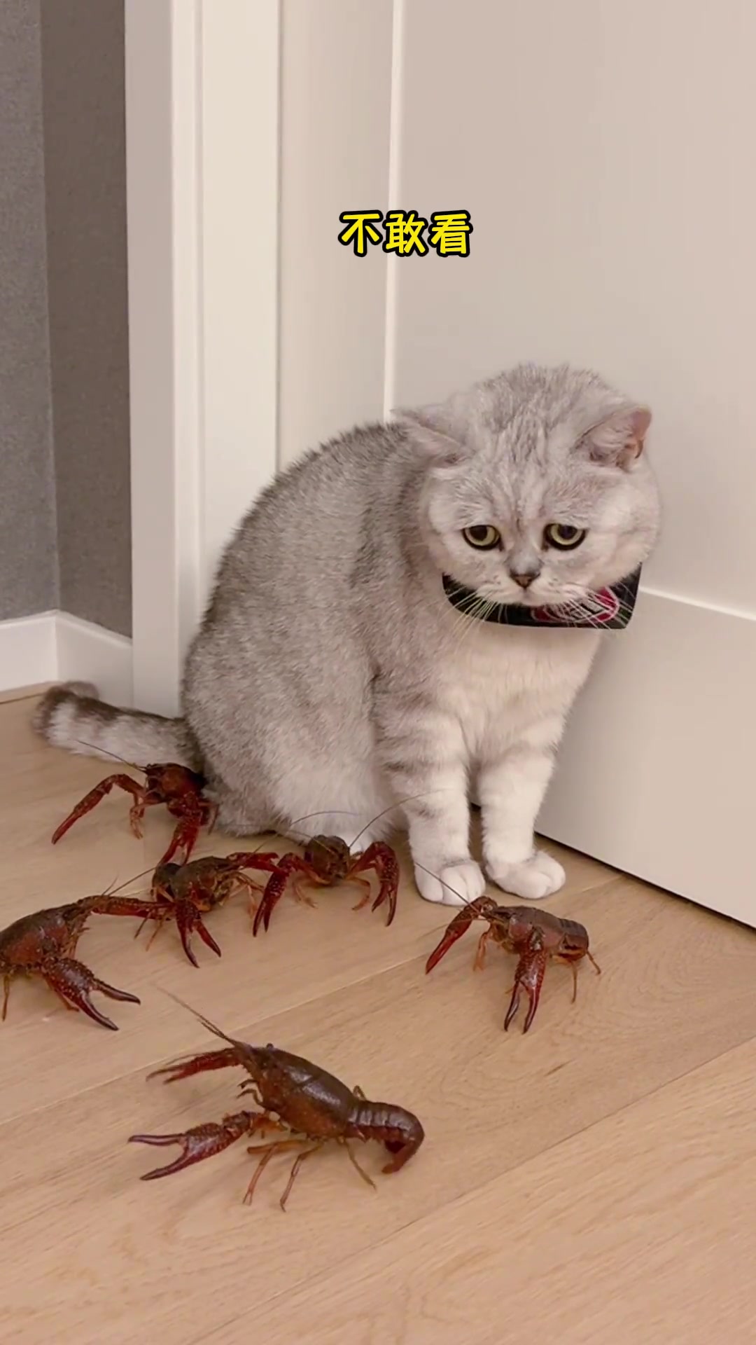 如何固定一个怂猫