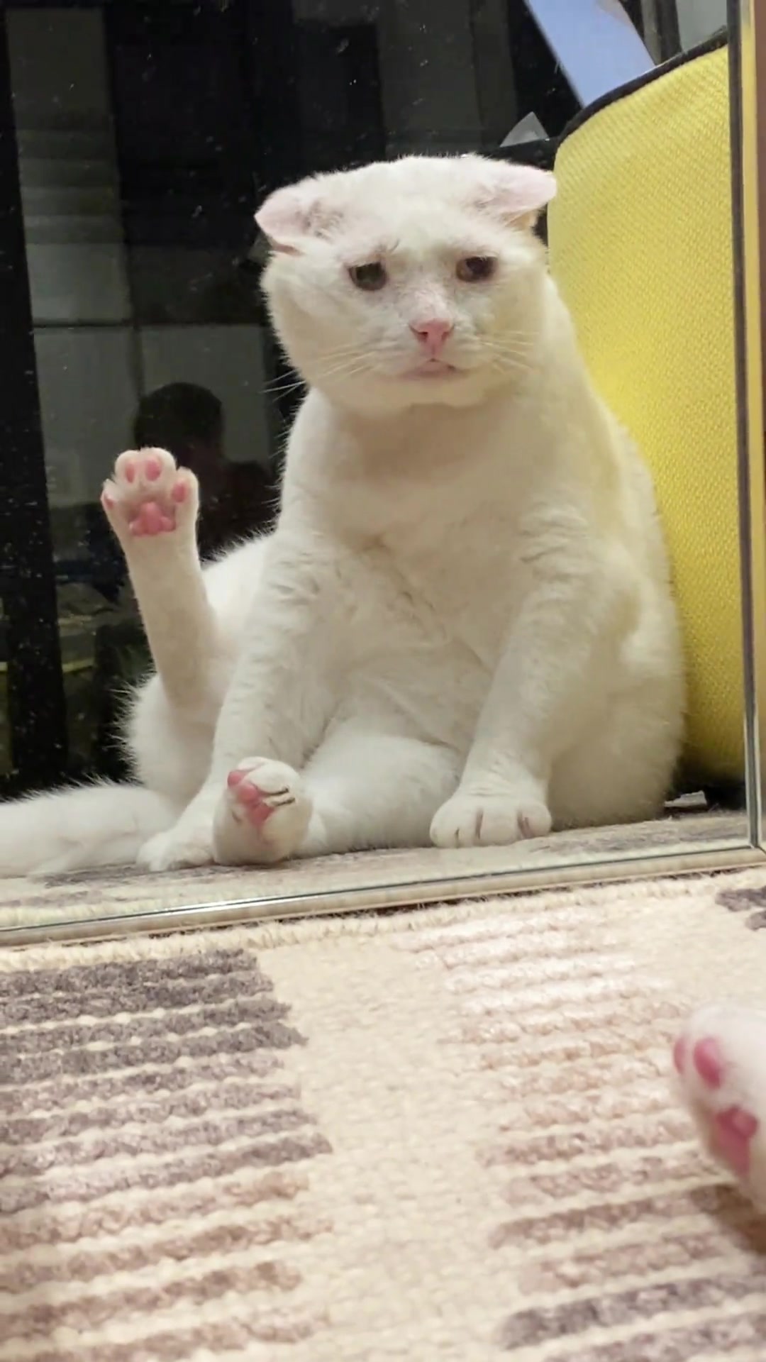 肥壮的潦草小猫