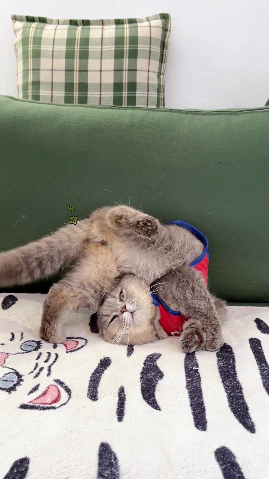 我家猫好像一个不爱洗澡的疯癫退休老头