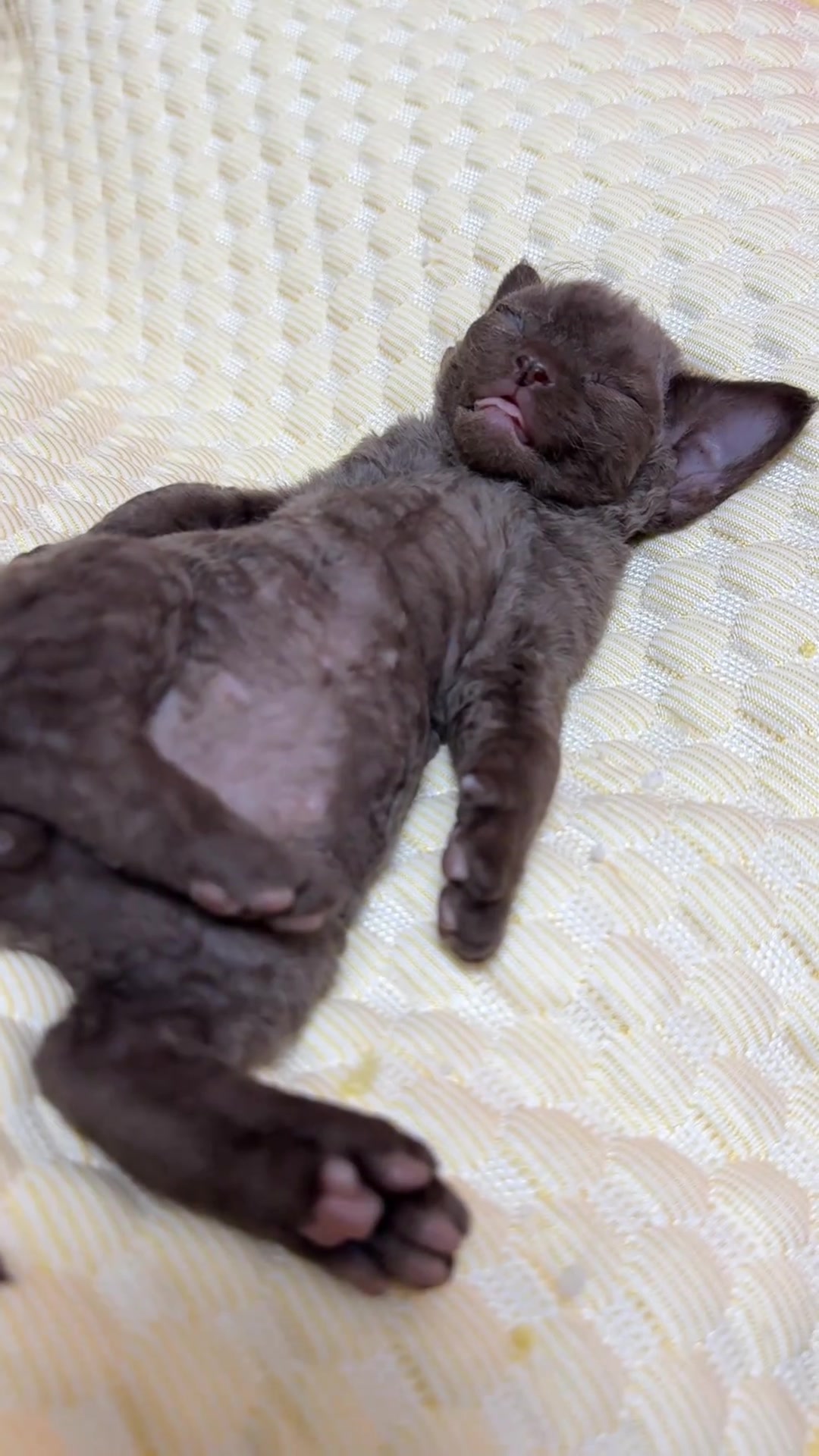 黑熊精的奇葩睡姿
