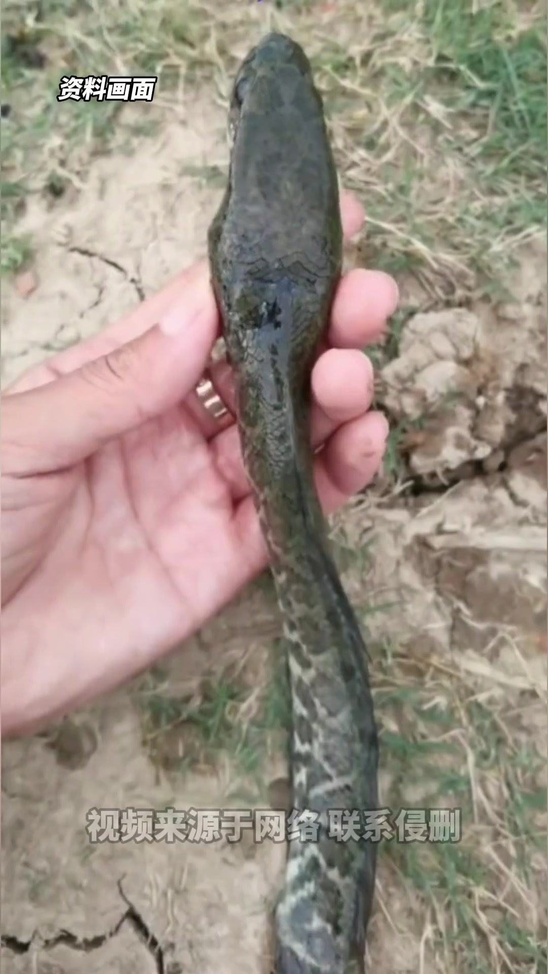 男子钓鱼时发现河边一只黑鱼，瘦得太夸张！