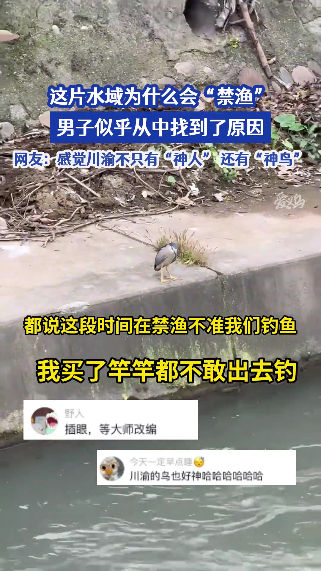 川渝不只有“神人”还有“神鸟”