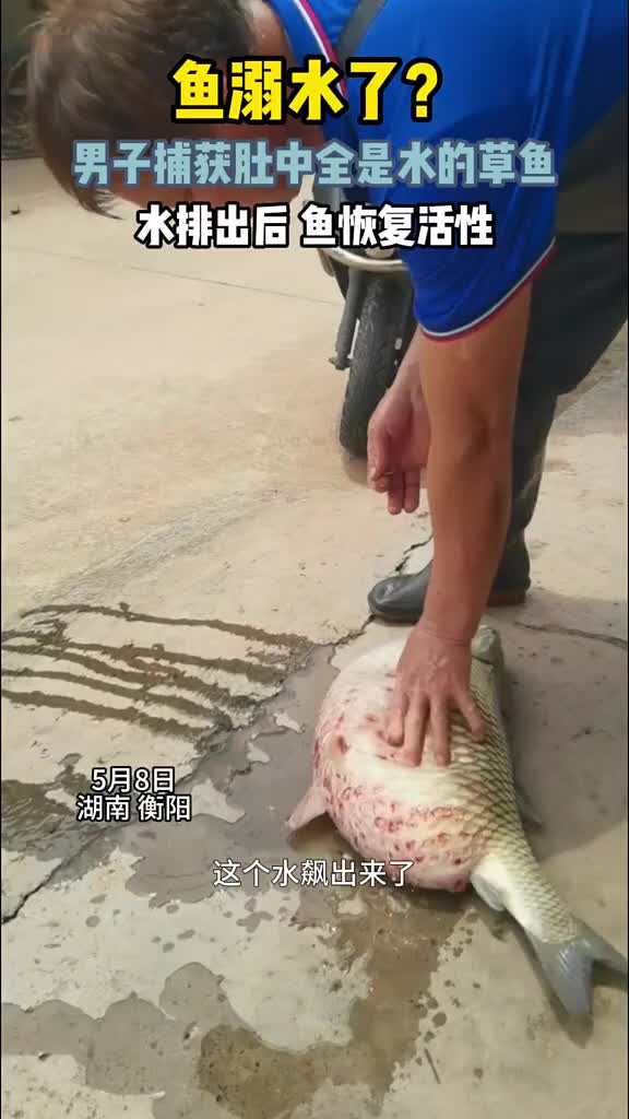 肚子里全是水！鱼溺水了？