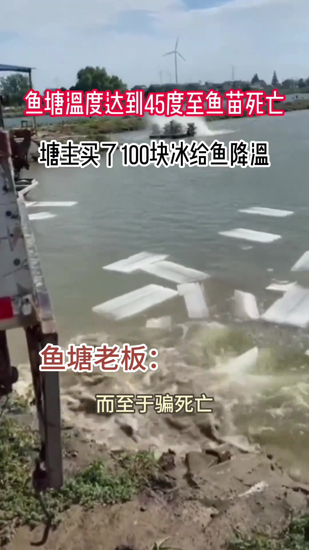 塘主买了100块冰给鱼降温！