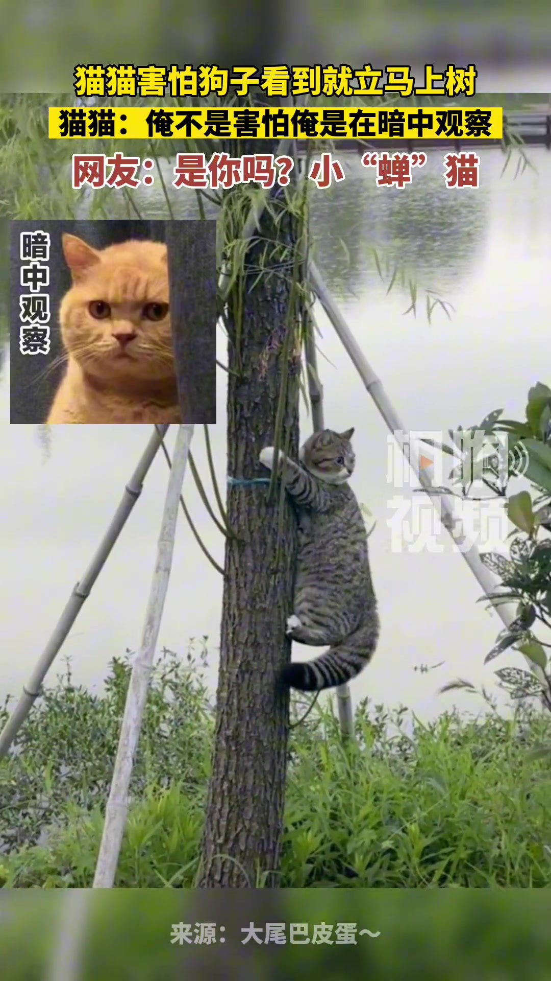 猫猫害怕狗子看到就立马上树