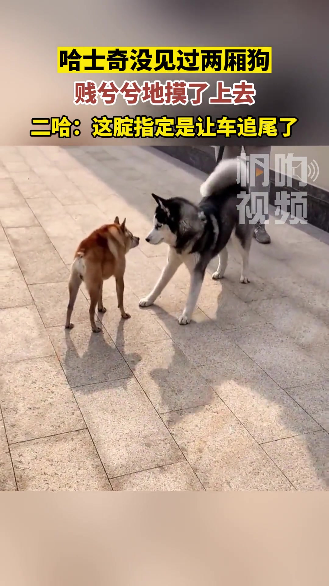 哈士奇没见过“两厢狗”，贱兮兮地摸了上去