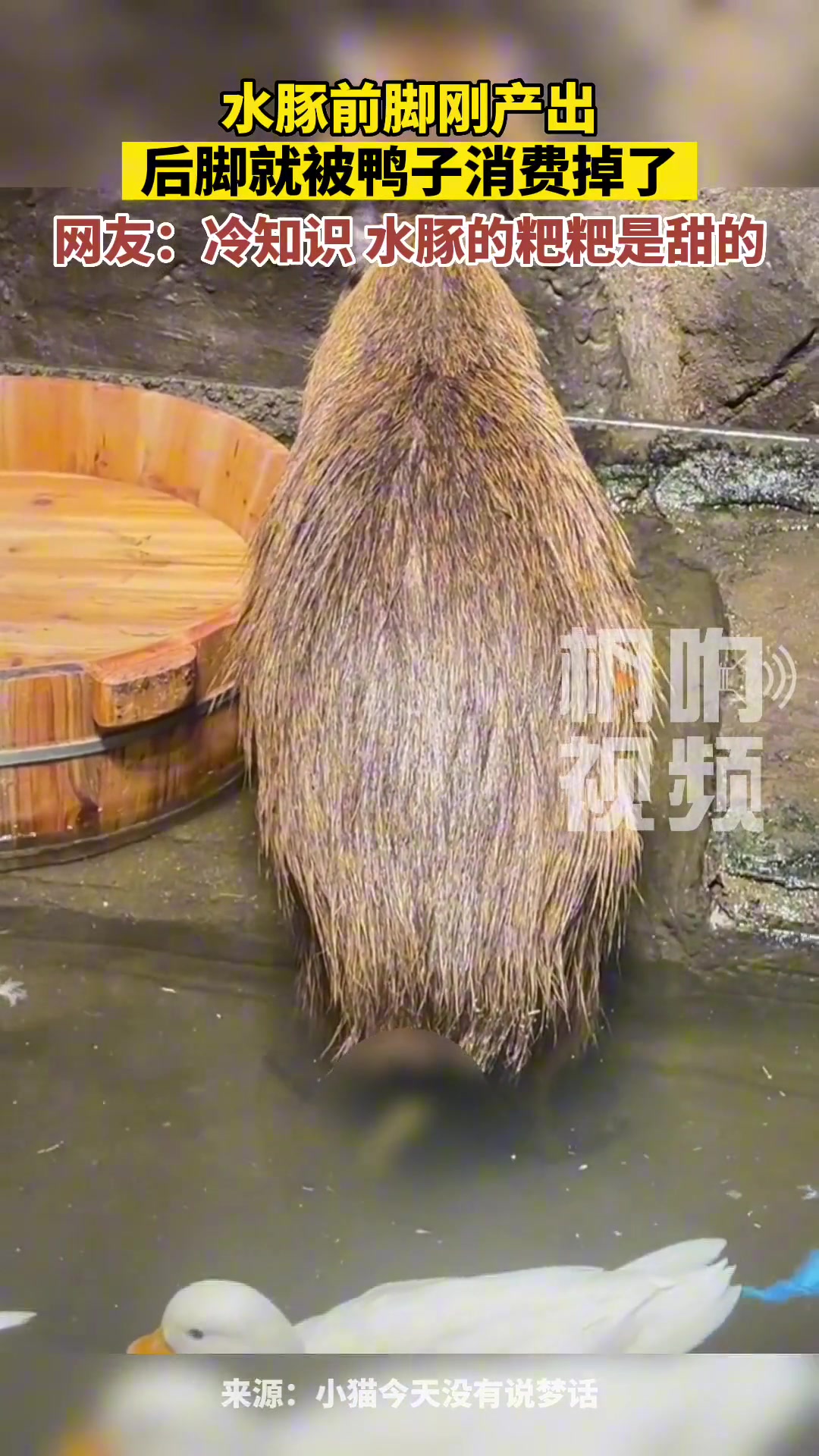 水豚前脚刚产出，后脚就被鸭子消费掉了