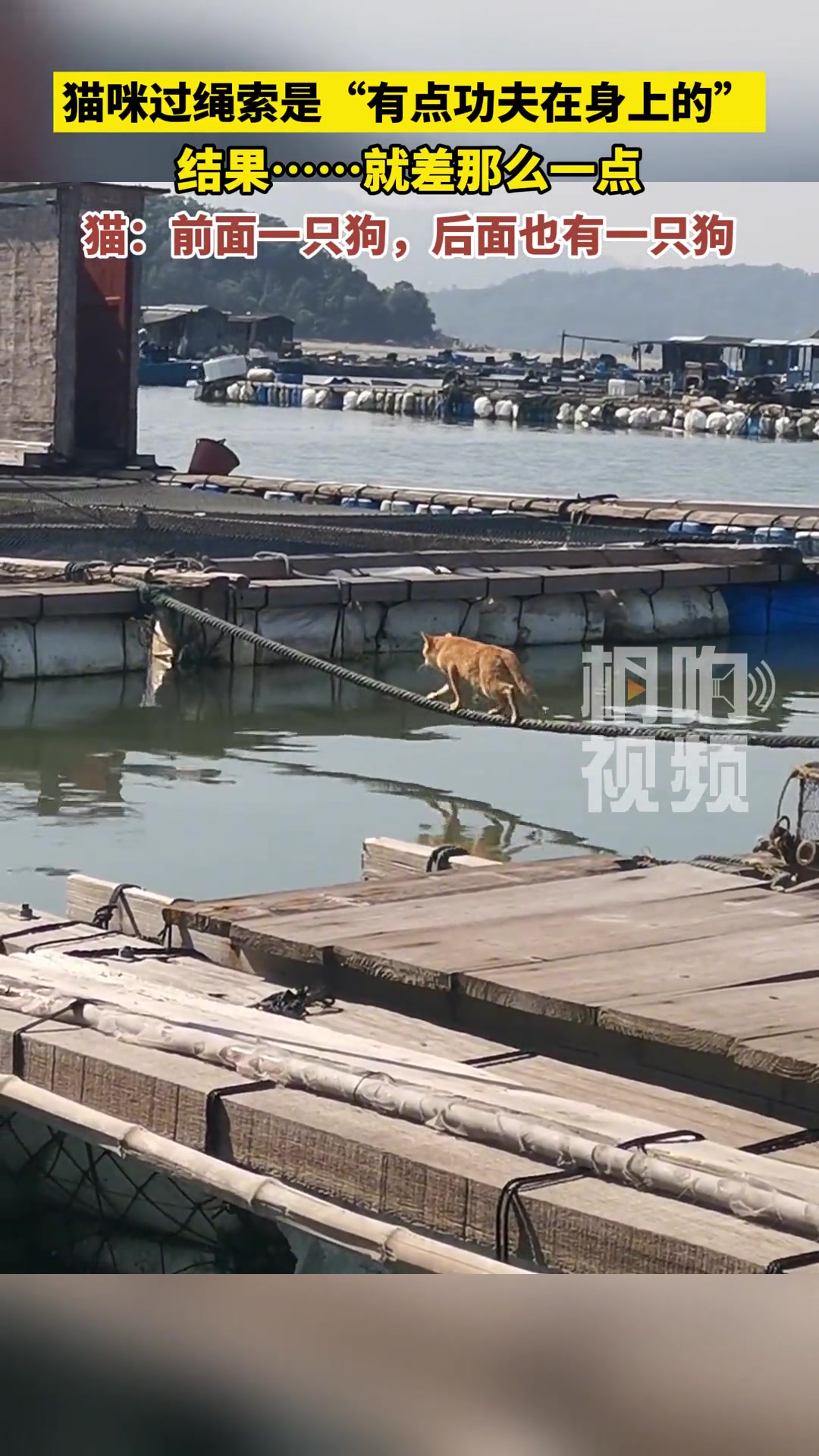 这猫咪是有点功夫的啊！