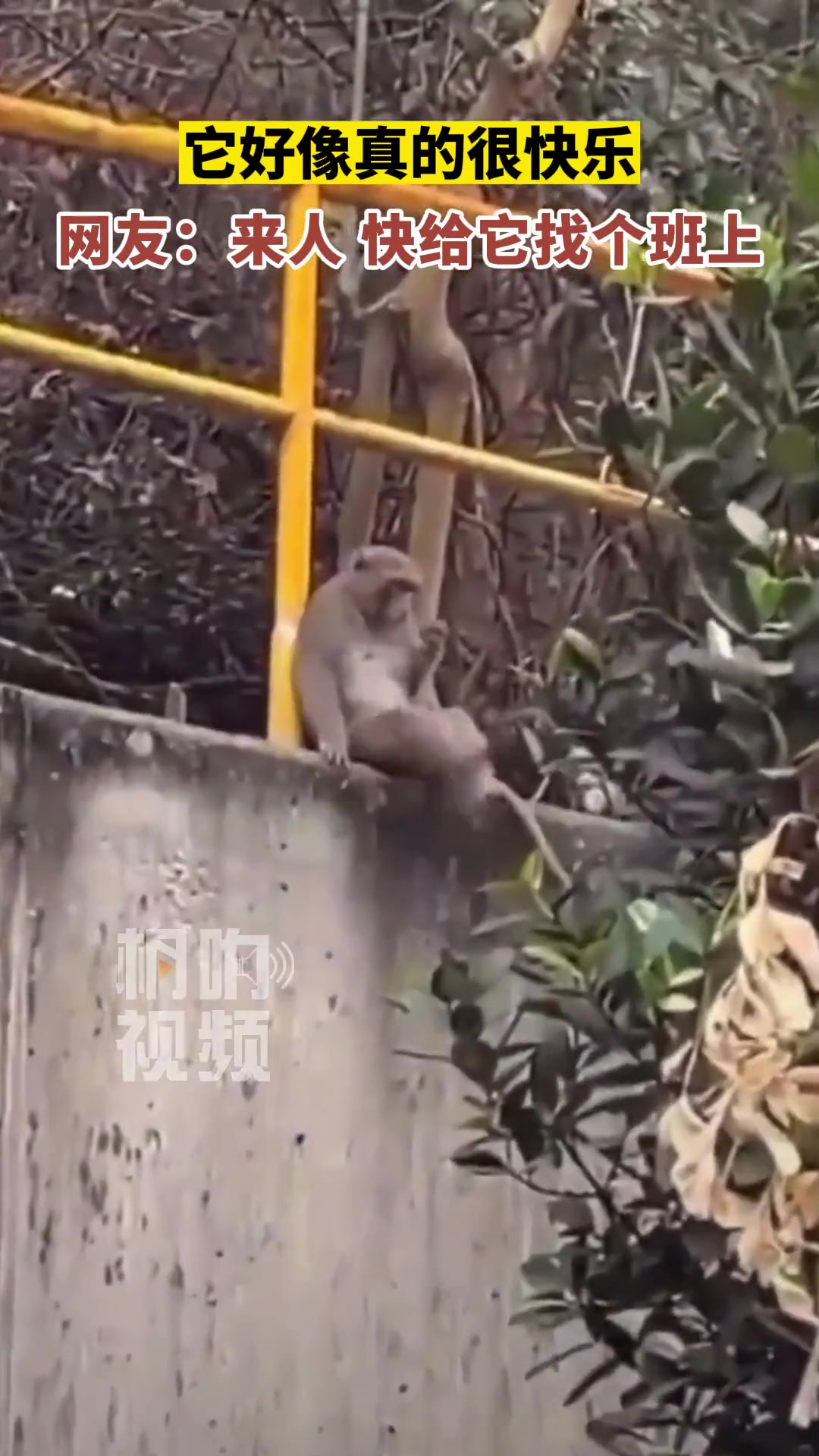 不行！它怎么可以那么快乐！