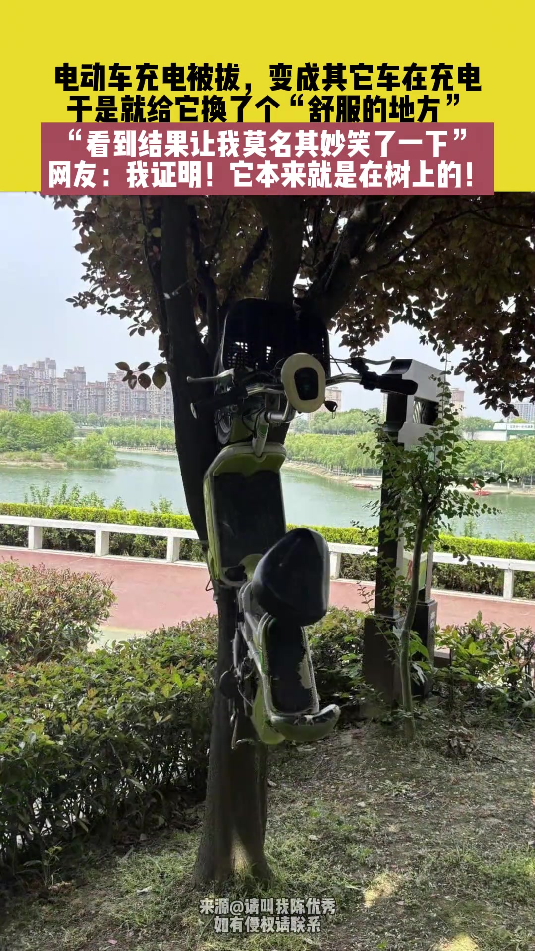 网友：我证明！它本来就是在树上的！