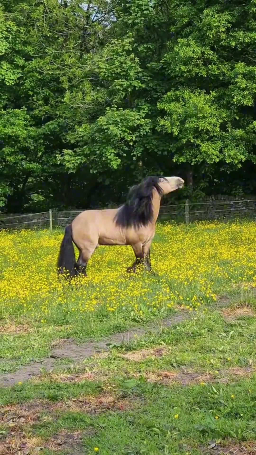 这个才是沙马特！！！
