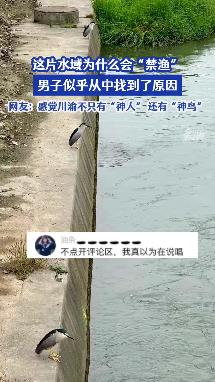 一鸟一个杆，就像空军的钓鱼佬