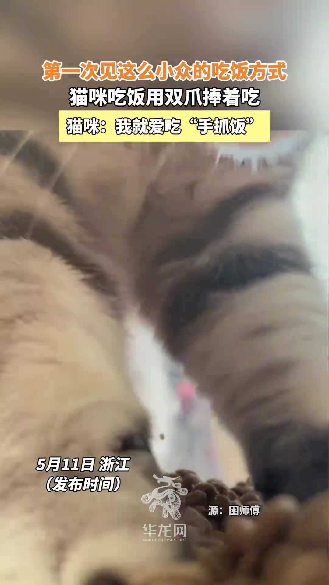 第一次见这么小众的吃饭方式，猫咪吃饭用双爪捧着吃