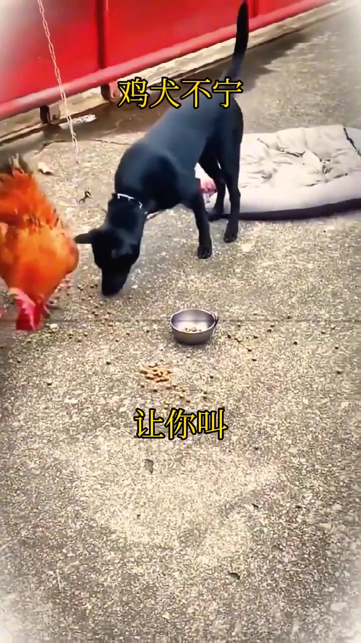 这鸡是乌鸦的远方亲戚