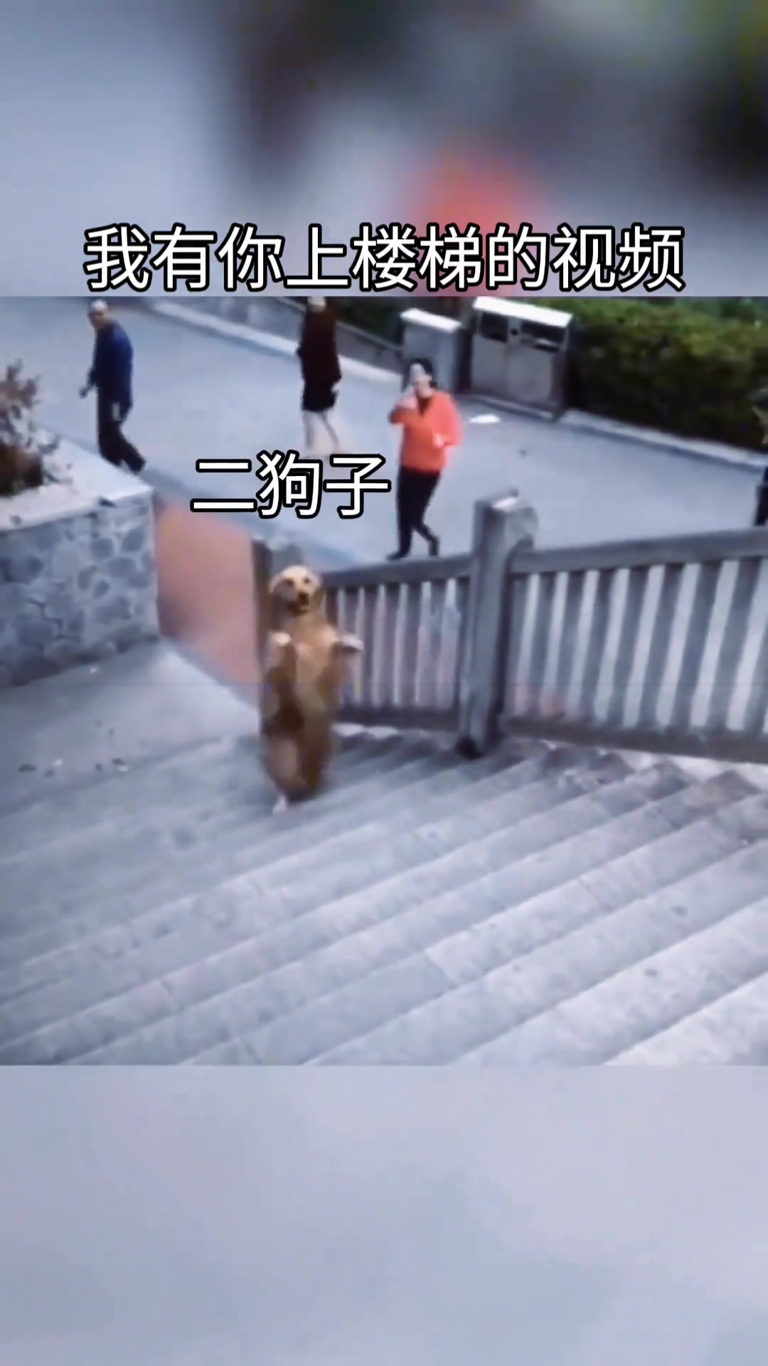这狗子扭的可以跳芭蕾了