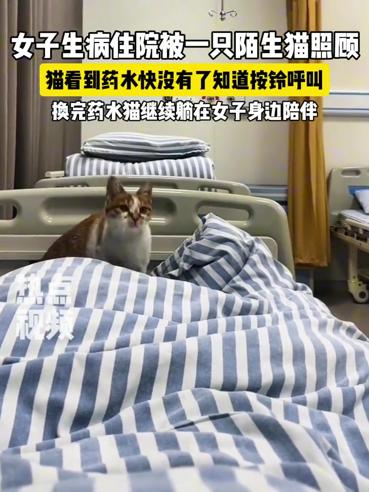 “这是我们院新项目喵护士！按每天 5 顿小鱼干结算”