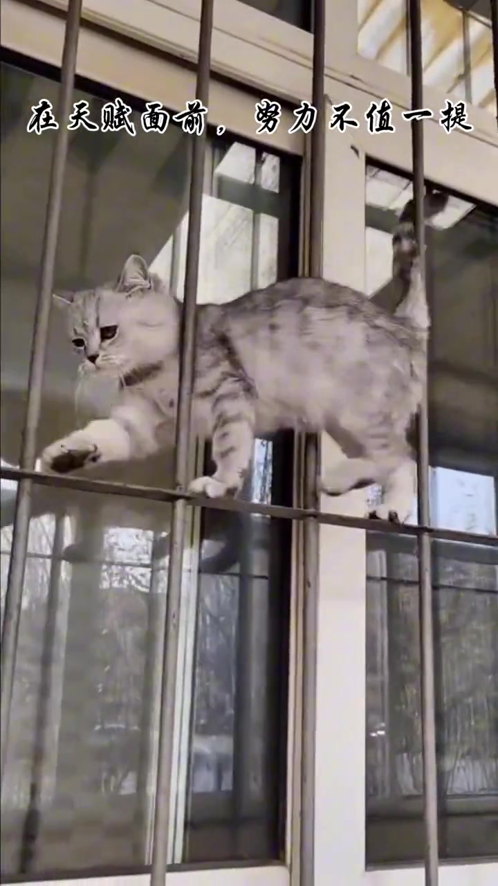 你的猫孩子也是这样玩吗
