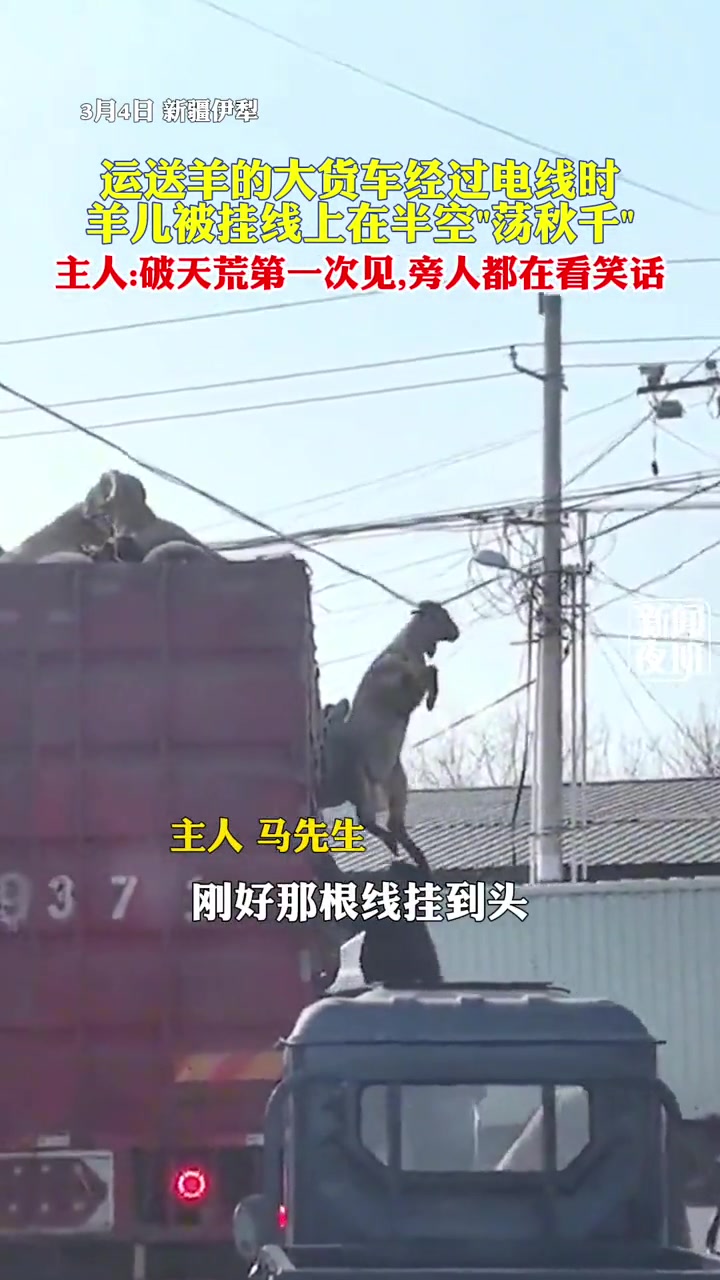 真是出“羊”相了