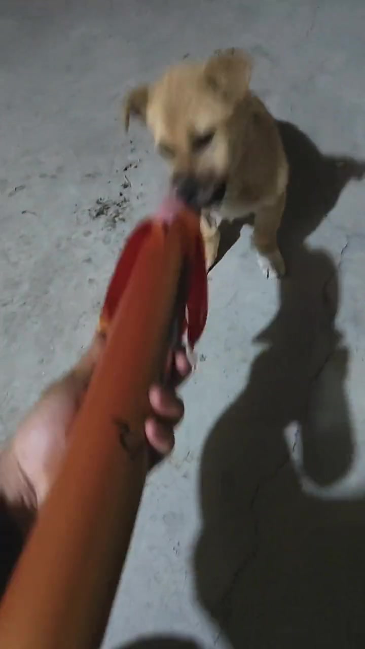 狗子见到这么大的香肠，两眼都放光了