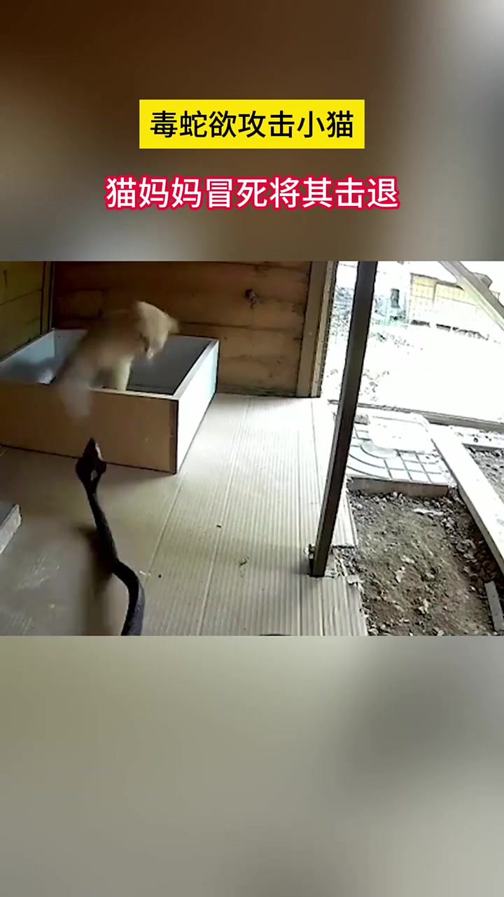 毒蛇欲攻击小猫，猫妈妈冒死将其击退