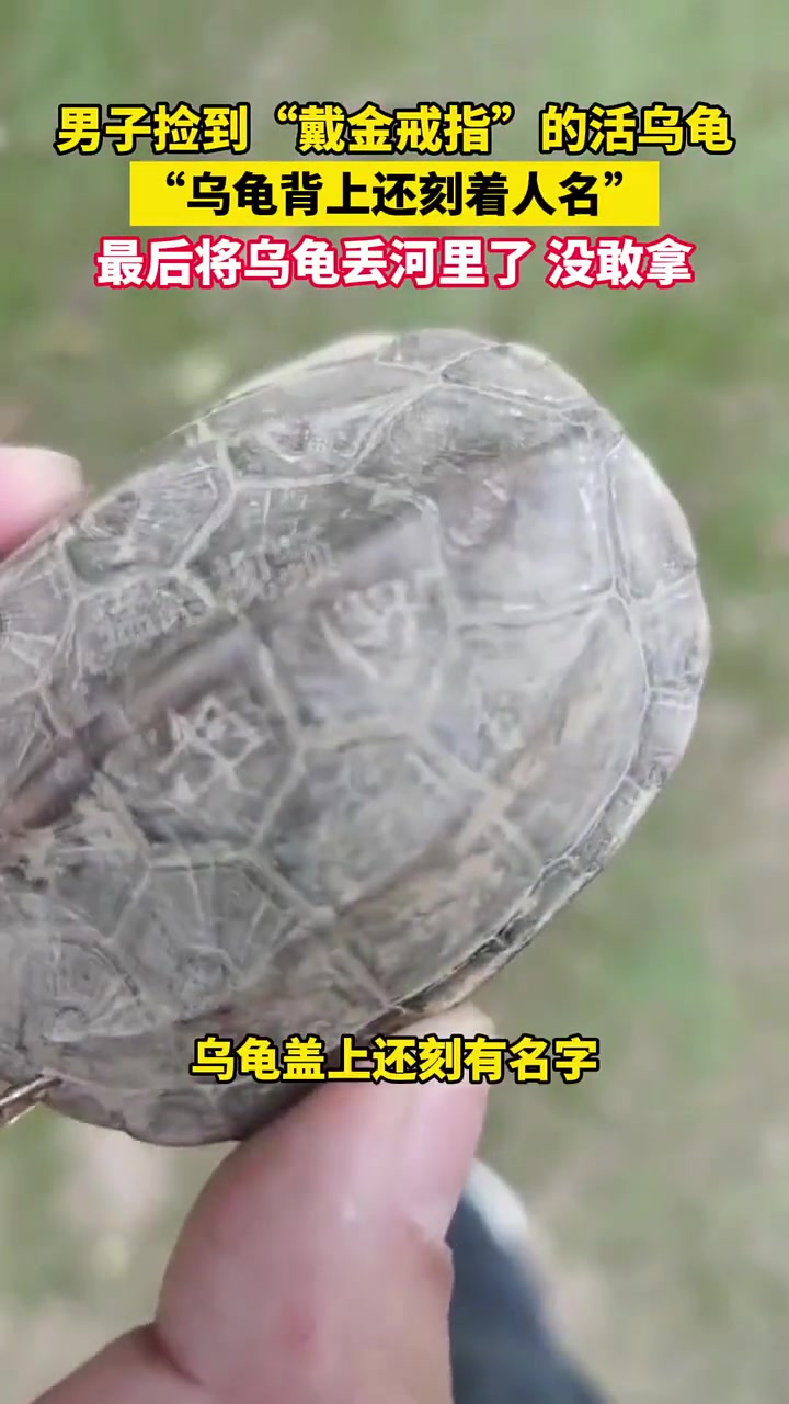 男子意外捡到一只戴金戒指乌龟，当事人：龟壳刻有人名