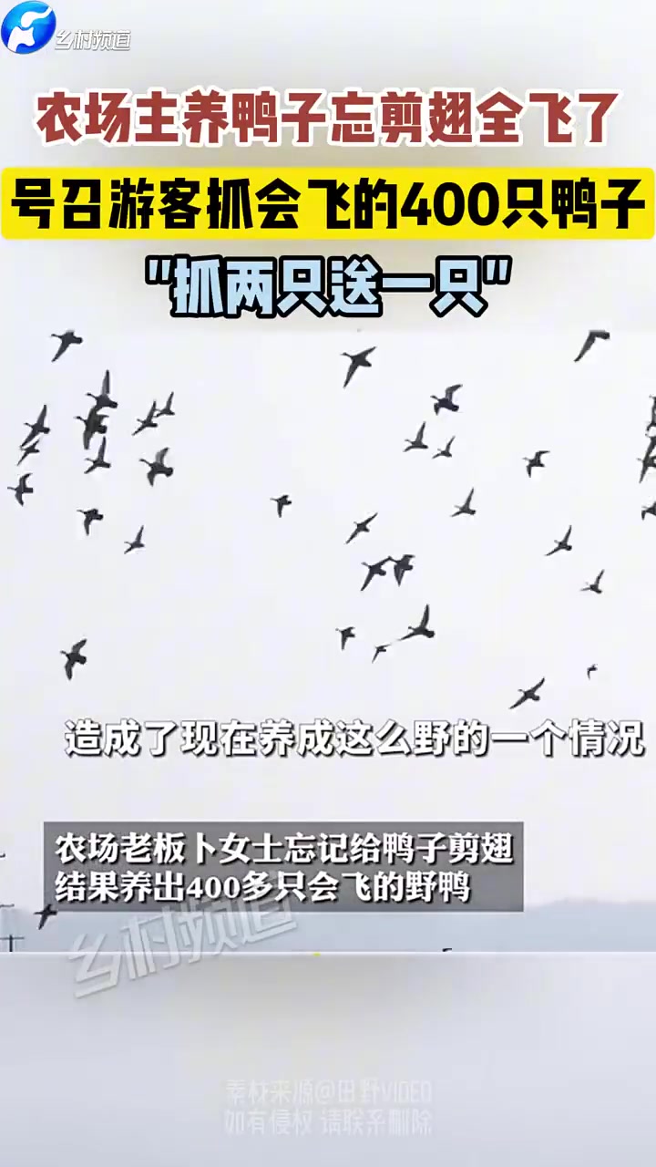 急寻捕鸭能手！农场养鸭子忘剪翅全飞了