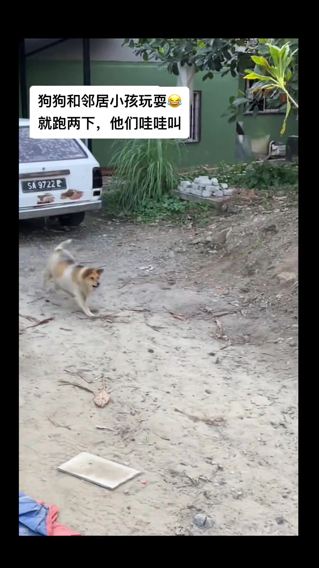狗子故意吓小孩很得意 动物的迷惑行为 这狗成精了 ！