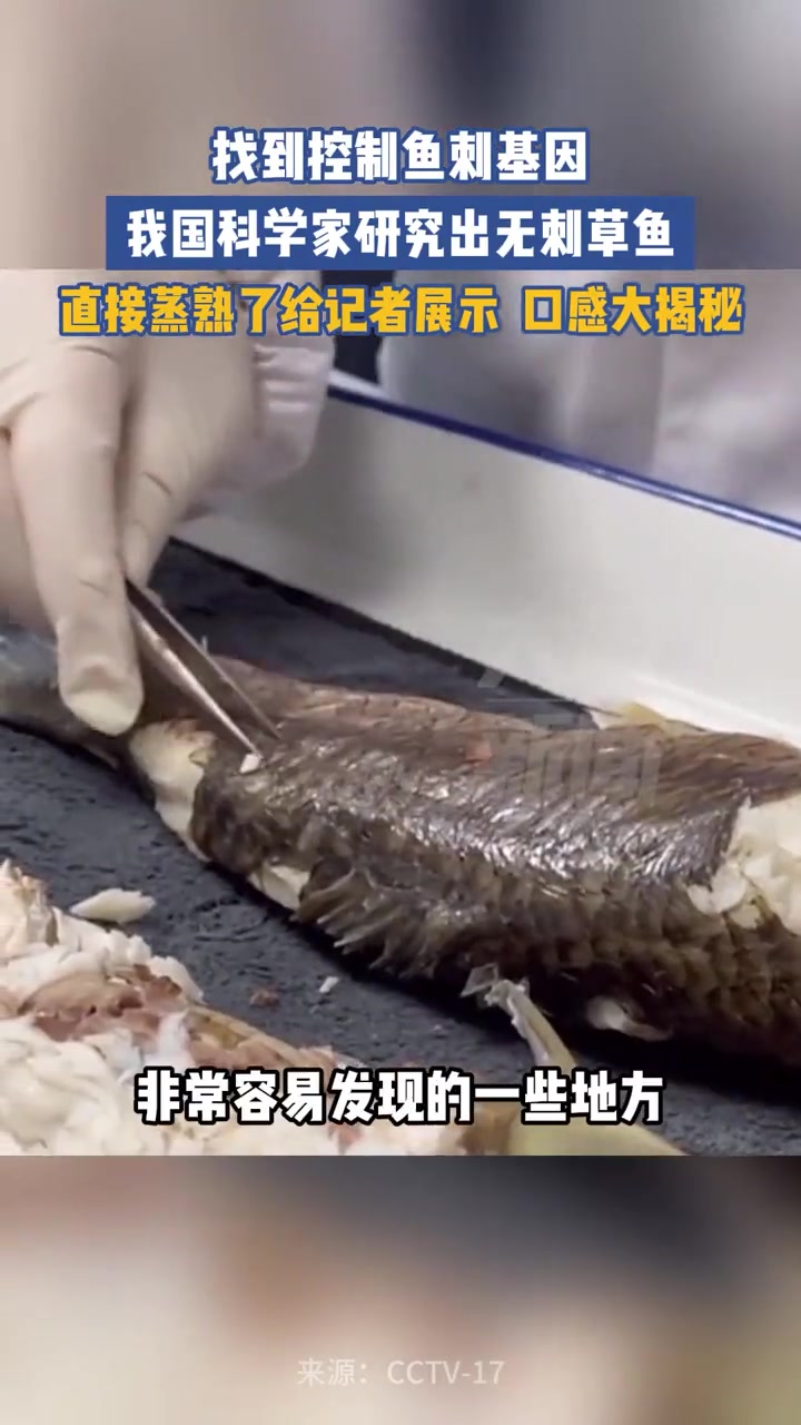 野生草鱼:一群没骨头的东西