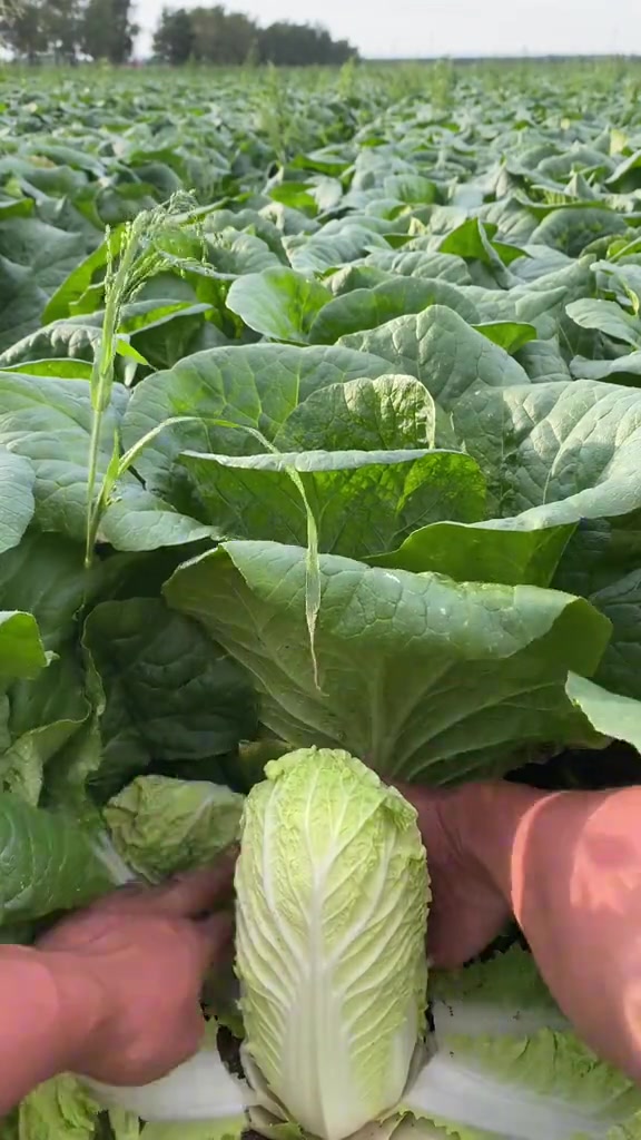 大白菜瞬间变成娃娃菜，身价也上去了