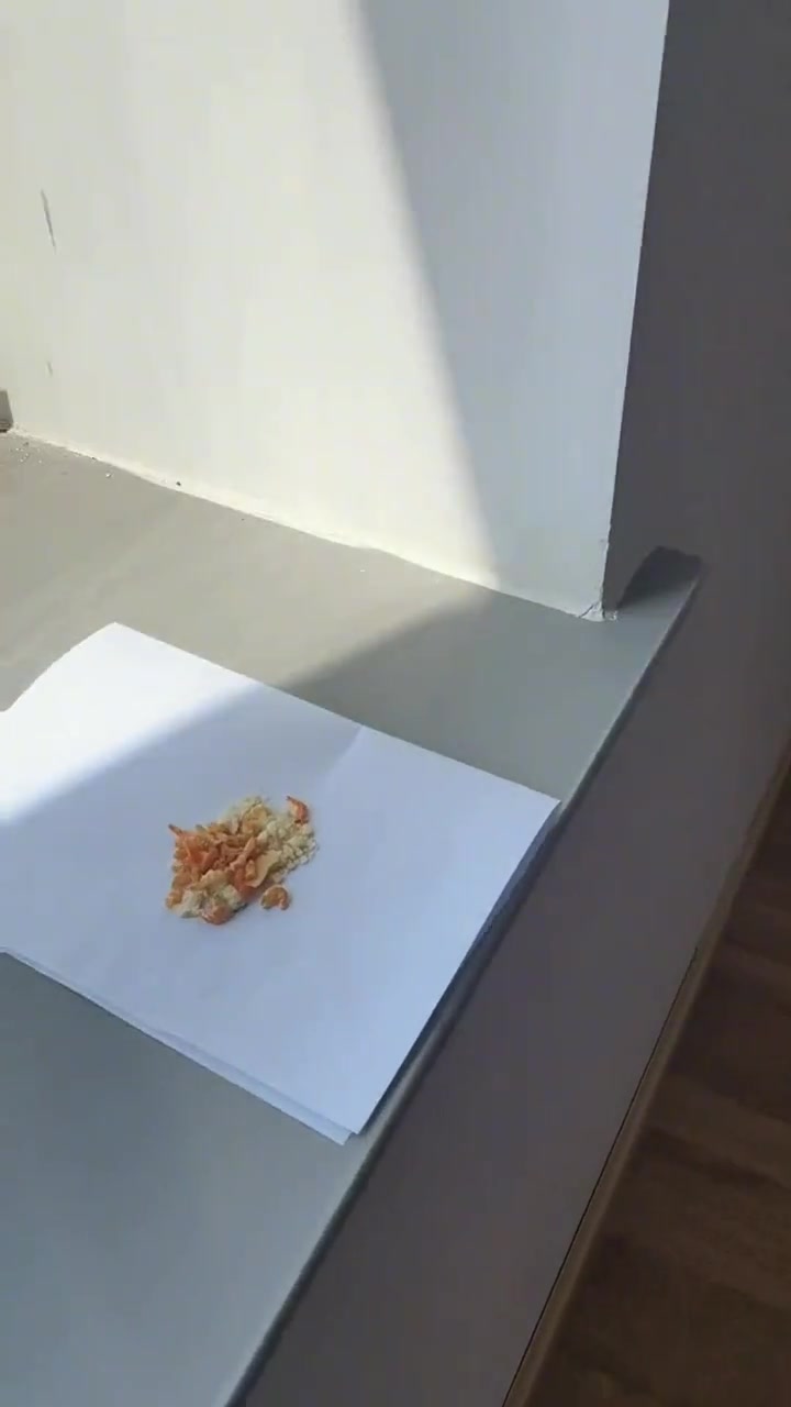 屋子里进了这玩意，最后怎么这么想不开呢？