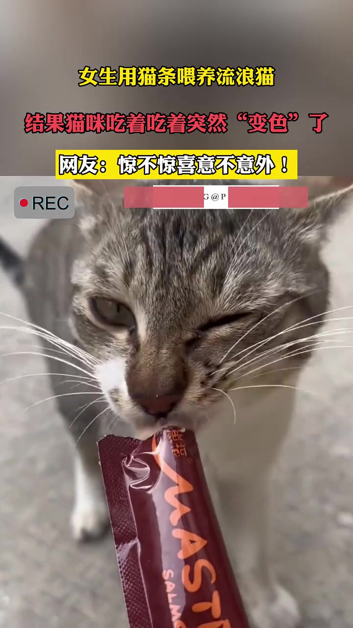 第一次见猫也会变色！